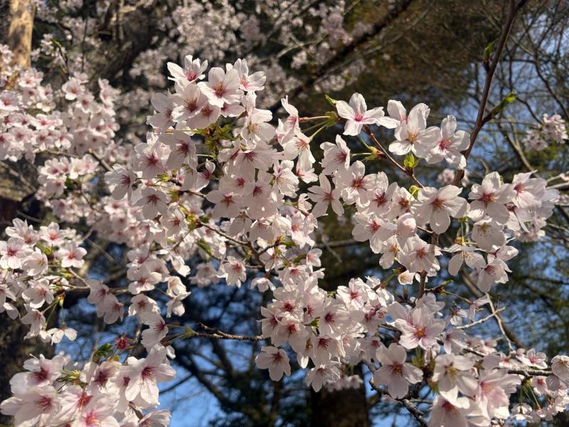 ソメイヨシノ
